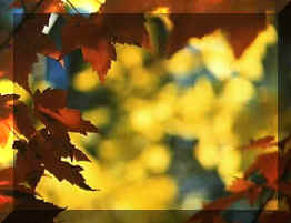 Click to see some samples of Frank's photography!